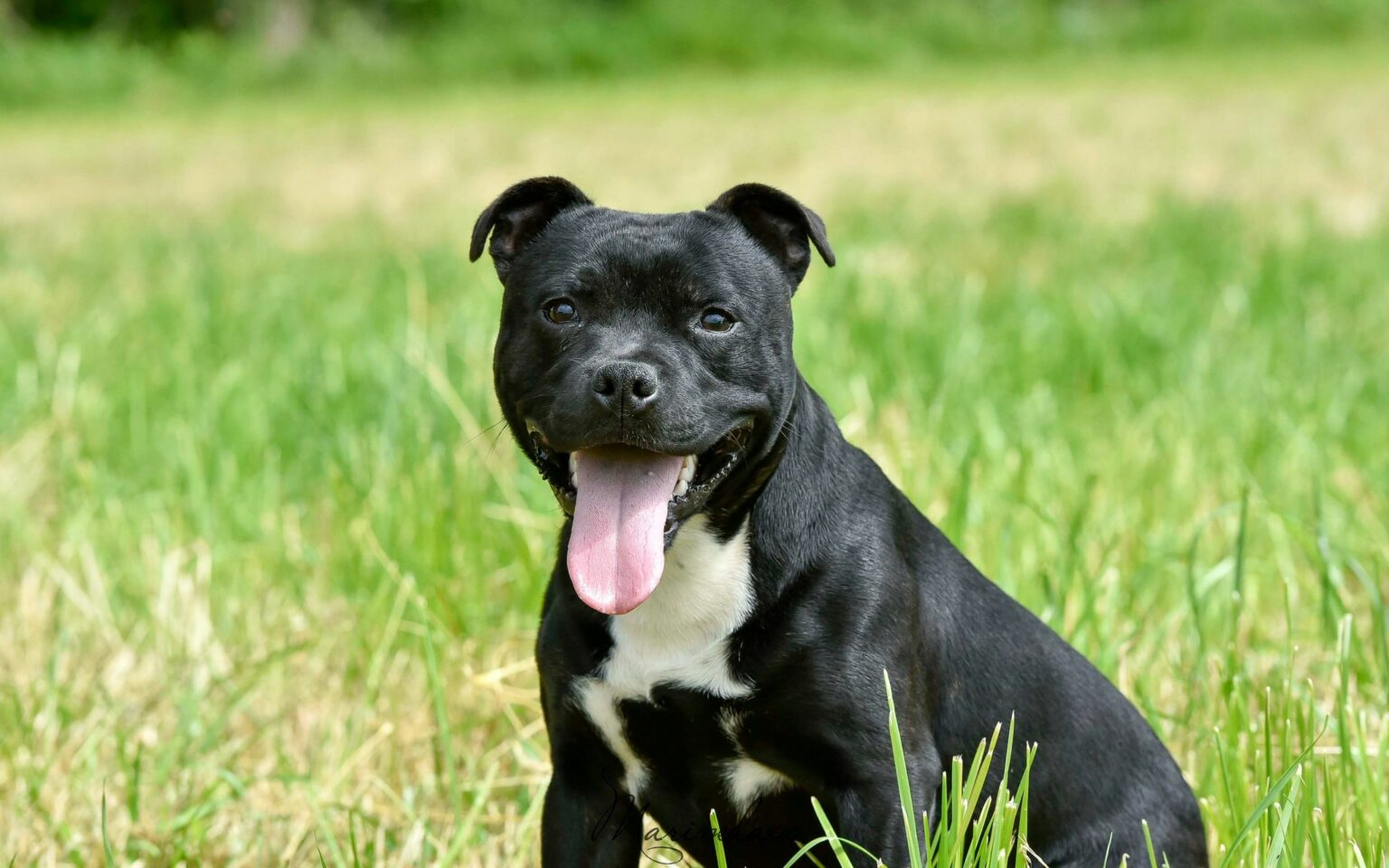 Nos protégés à l'adoption - Staffie Rescue France
