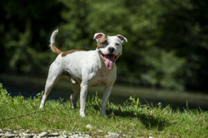 Lire la suite à propos de l’article Ralph – Mâle – 3 ans (adopté)