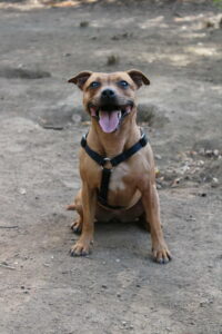 Lire la suite à propos de l’article Ripley – Femelle – 5 ans