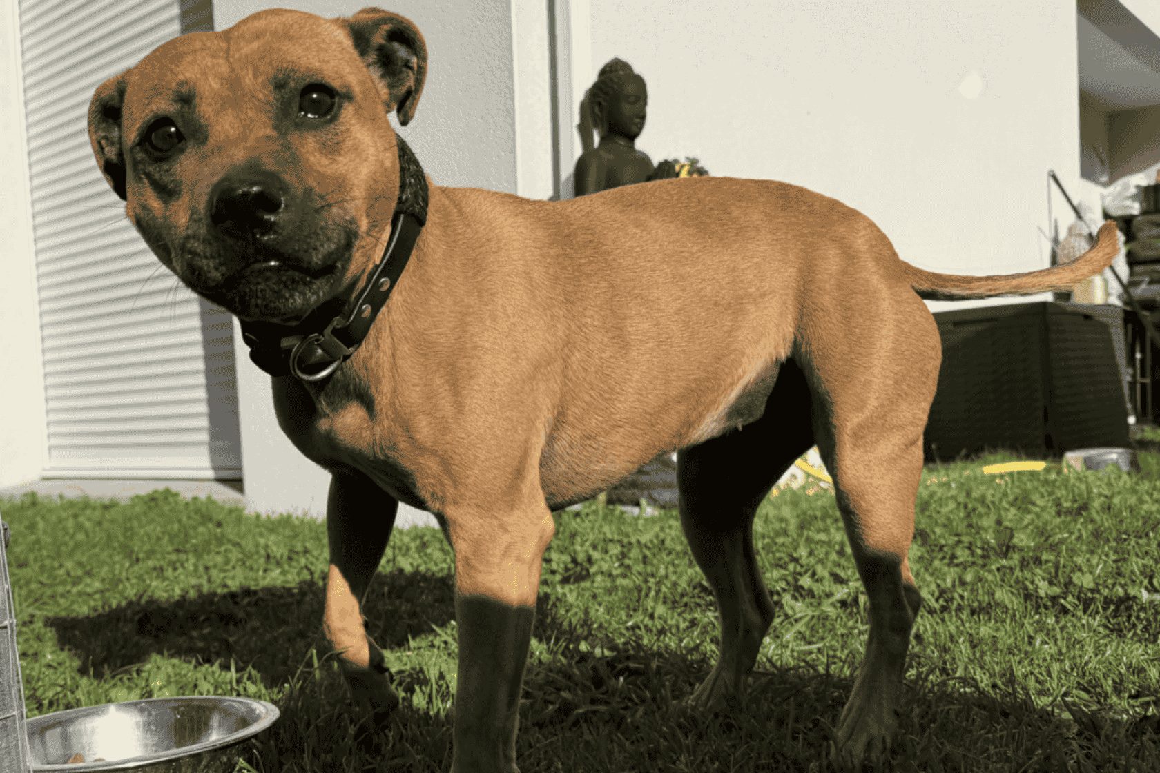 You are currently viewing Ria – Femelle – 5 ans